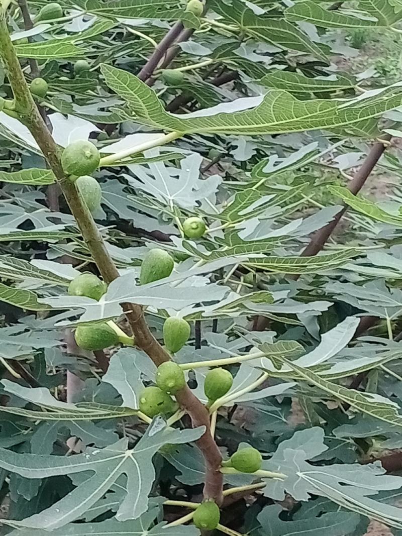 无花果种苗带果发货保证质量