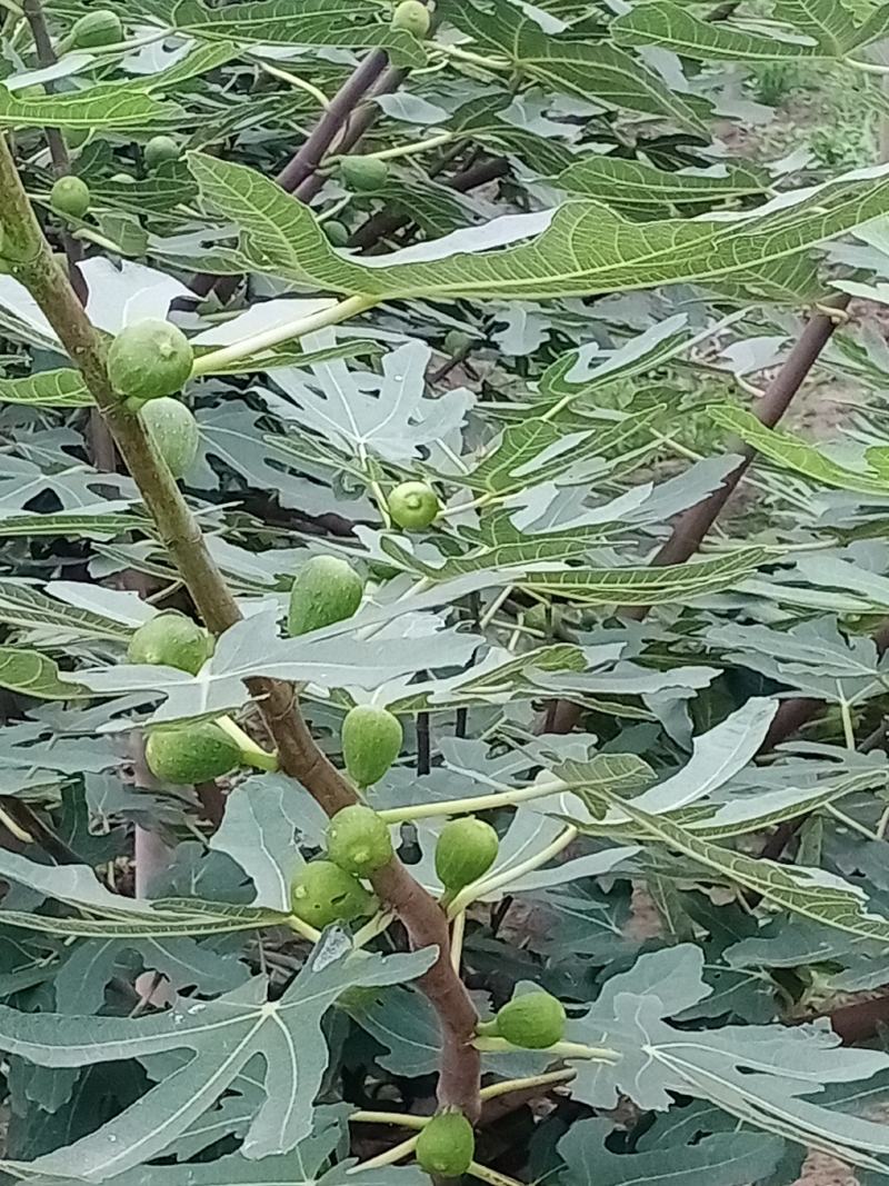 无花果种苗带果发货保证质量