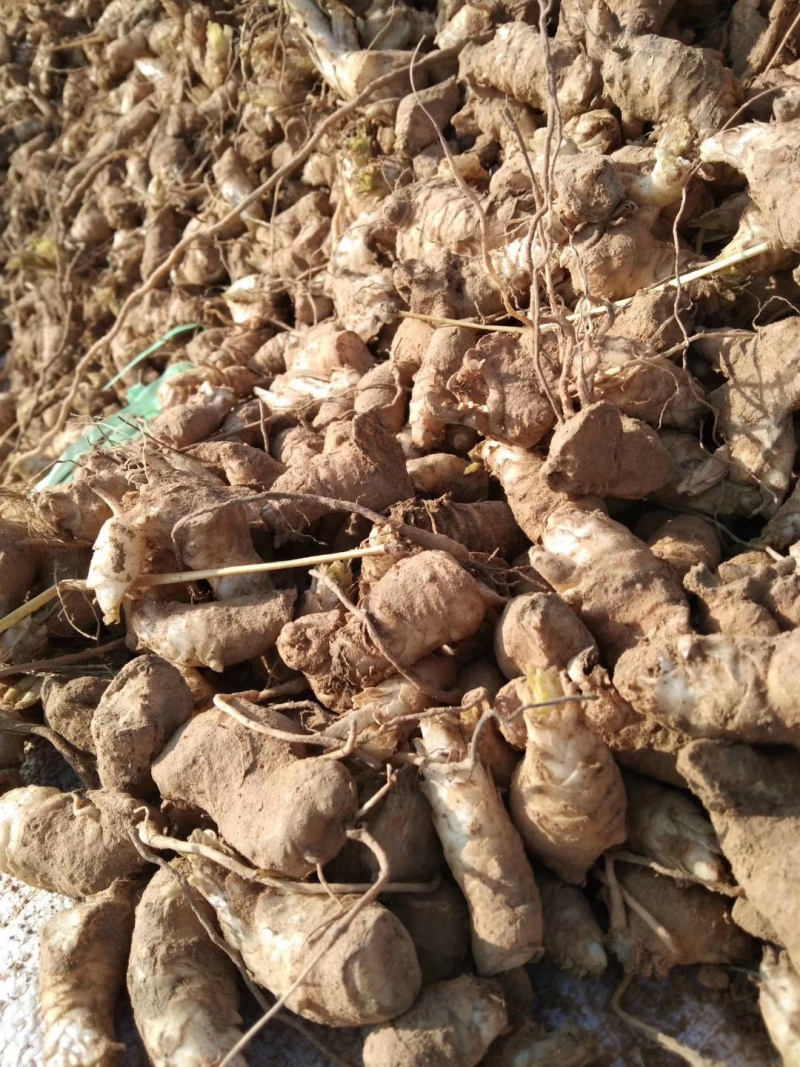 玄参苗，玄参种苗价格，改良元参苗批发，玄参芽子供应