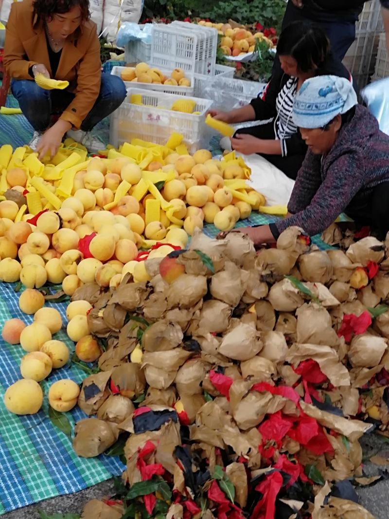 黄金蜜桃大量上市高山上桃口感甜果面细腻金黄色硬度好糖度高