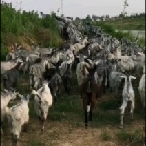 青山羊怀孕母羊，青山羊公羊，青山绿水价格
