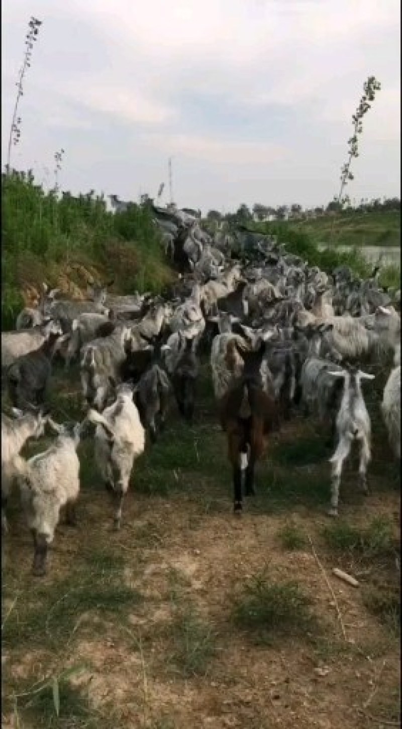 青山羊怀孕母羊，青山羊公羊，青山绿水价格