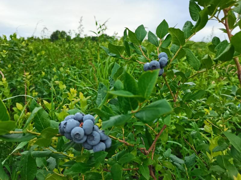 长白山蓝莓叶果大量出货