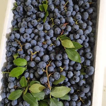 长白山蓝莓叶果大量出货