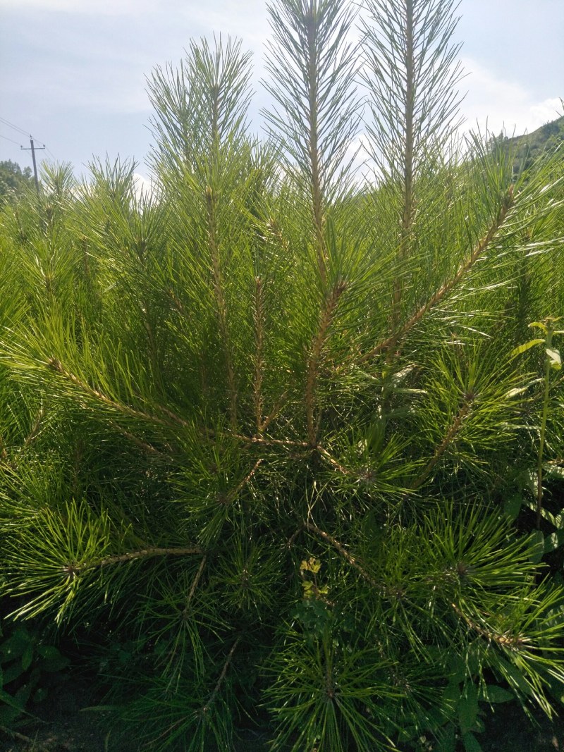 油松杯苗产地直销量大从优一手货源服务周到
