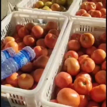 各种辣椒，西红柿稳步上市，级别美丽，欢迎老板订购