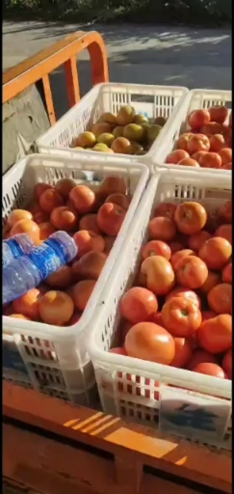 各种辣椒，西红柿稳步上市，级别美丽，欢迎老板订购
