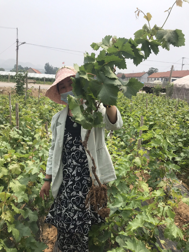 早熟葡萄新品种早甜66葡萄苗甜66葡萄树苗耐零下