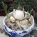 复瓣水仙花玉玲珑稀有重瓣漳州水仙花种球特香盆栽绿植年宵花