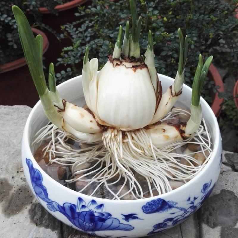 复瓣水仙花玉玲珑稀有重瓣漳州水仙花种球特香盆栽绿植年宵花