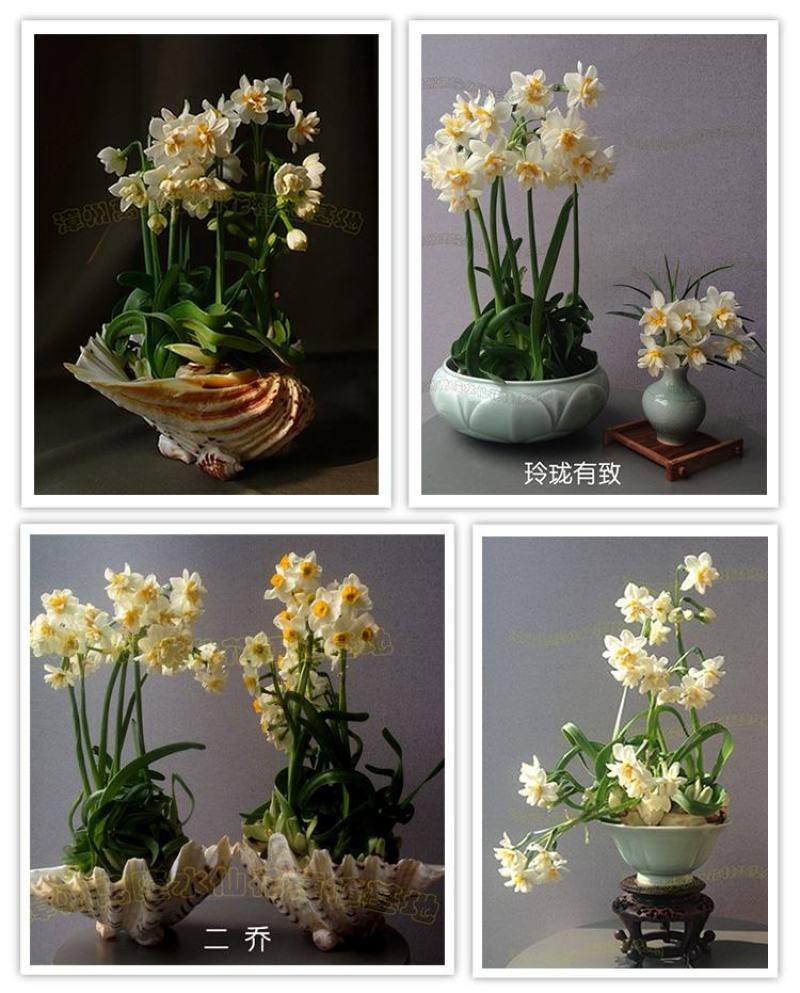 复瓣水仙花玉玲珑稀有重瓣漳州水仙花种球特香盆栽绿植年宵花