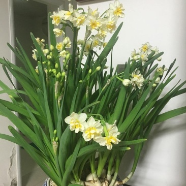 复瓣水仙花玉玲珑稀有重瓣漳州水仙花种球特香盆栽绿植年宵花