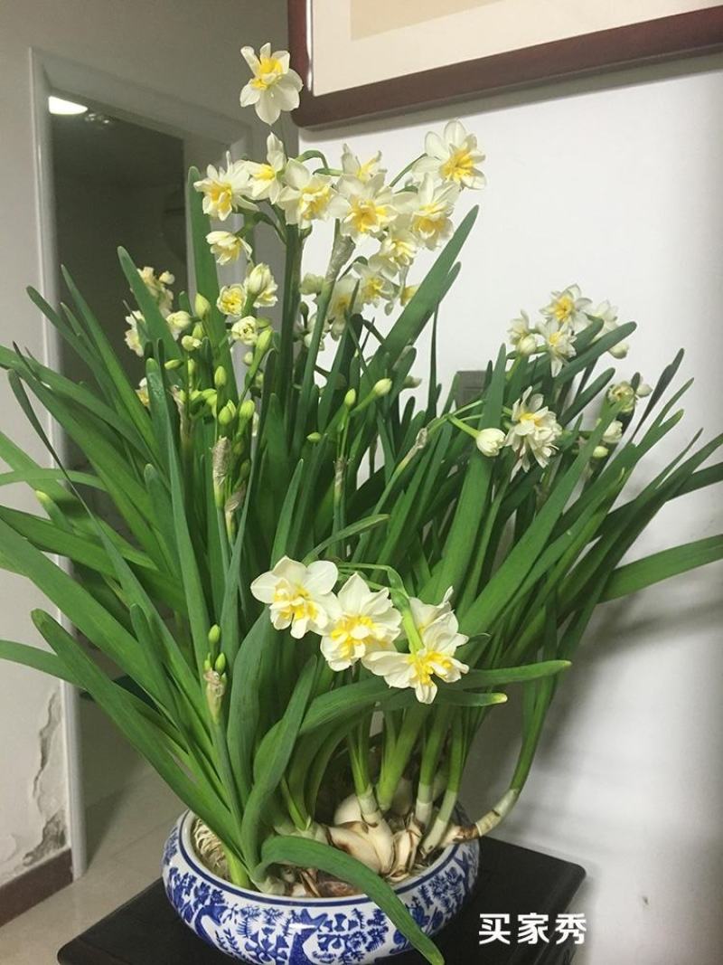 复瓣水仙花玉玲珑稀有重瓣漳州水仙花种球特香盆栽绿植年宵花