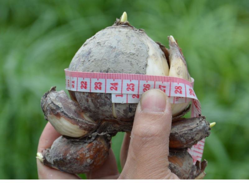 复瓣水仙花玉玲珑稀有重瓣漳州水仙花种球特香盆栽绿植年宵花