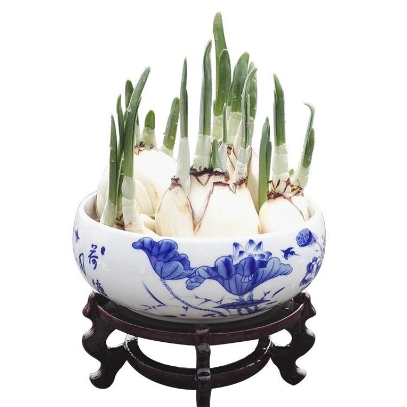 复瓣水仙花玉玲珑稀有重瓣漳州水仙花种球特香盆栽绿植年宵花