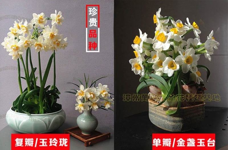 复瓣水仙花玉玲珑稀有重瓣漳州水仙花种球特香盆栽绿植年宵花