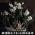 复瓣水仙花玉玲珑稀有重瓣漳州水仙花种球特香盆栽绿植年宵花