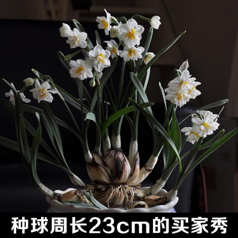 复瓣水仙花玉玲珑稀有重瓣漳州水仙花种球特香盆栽绿植年宵花