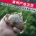复瓣水仙花玉玲珑稀有重瓣漳州水仙花种球特香盆栽绿植年宵花