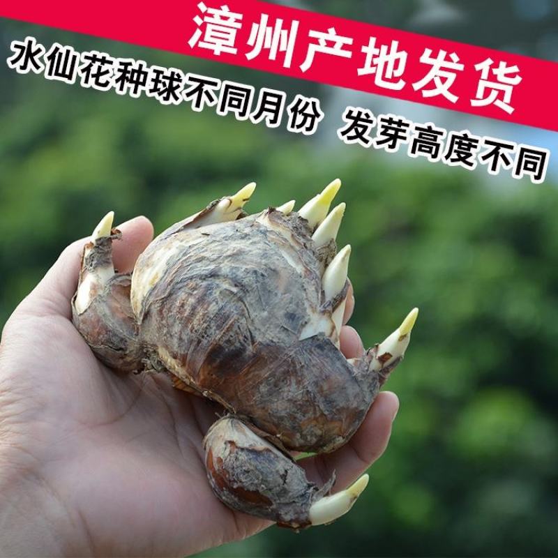 复瓣水仙花玉玲珑稀有重瓣漳州水仙花种球特香盆栽绿植年宵花