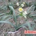 复瓣水仙花玉玲珑稀有重瓣漳州水仙花种球特香盆栽绿植年宵花