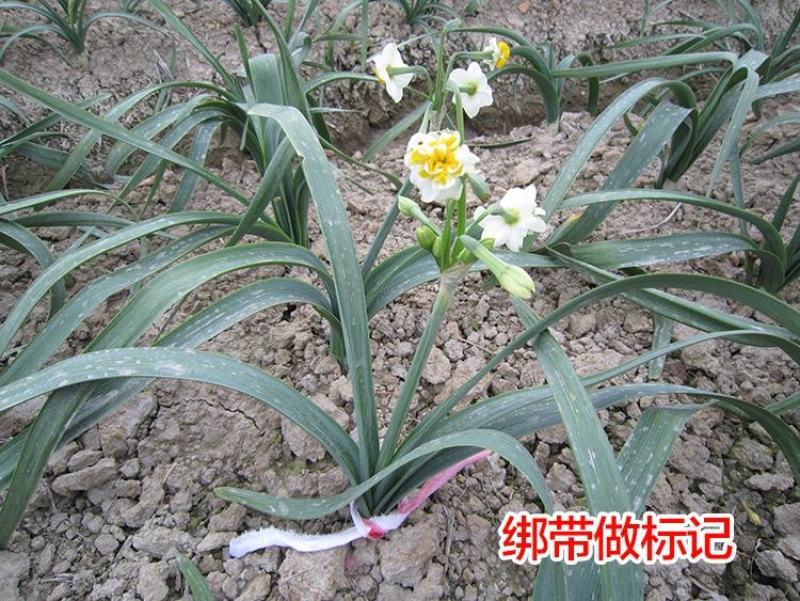 复瓣水仙花玉玲珑稀有重瓣漳州水仙花种球特香盆栽绿植年宵花