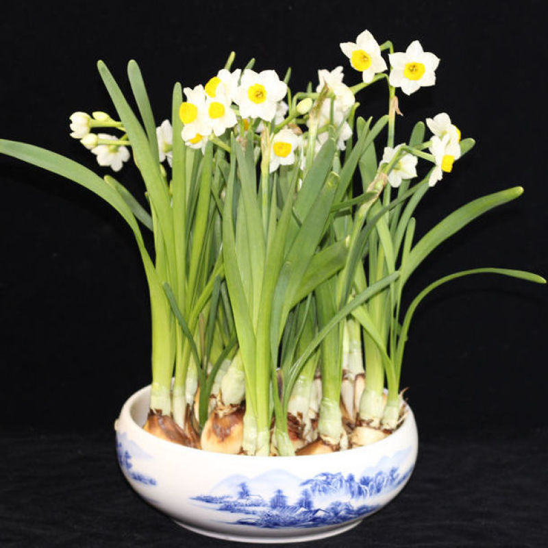 水仙花种球盆栽漳州水仙花盆栽芳香满屋室内客厅阳台水培花卉