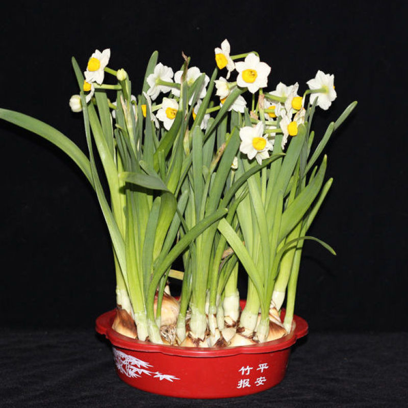 水仙花种球盆栽漳州水仙花盆栽芳香满屋室内客厅阳台水培花卉
