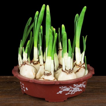 水仙花种球盆栽漳州水仙花盆栽芳香满屋室内客厅阳台水培花卉