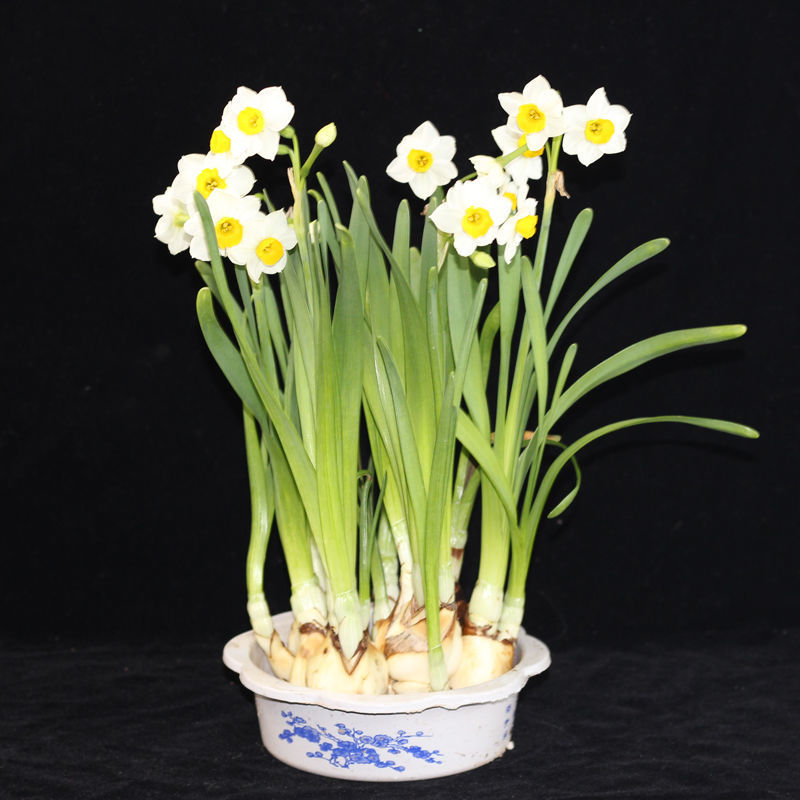 水仙花种球盆栽漳州水仙花盆栽芳香满屋室内客厅阳台水培花卉