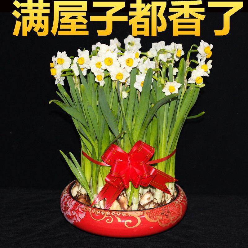 水仙花种球盆栽漳州水仙花盆栽芳香满屋室内客厅阳台水培花卉