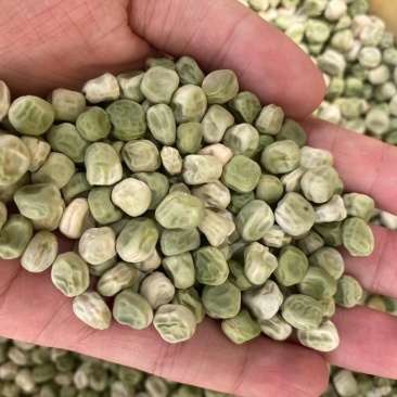基地直发豌豆604甜脆豌荷兰豆大麻豆长寿仁朱沙红