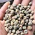基地直发豌豆604甜脆豌荷兰豆大麻豆长寿仁朱沙红