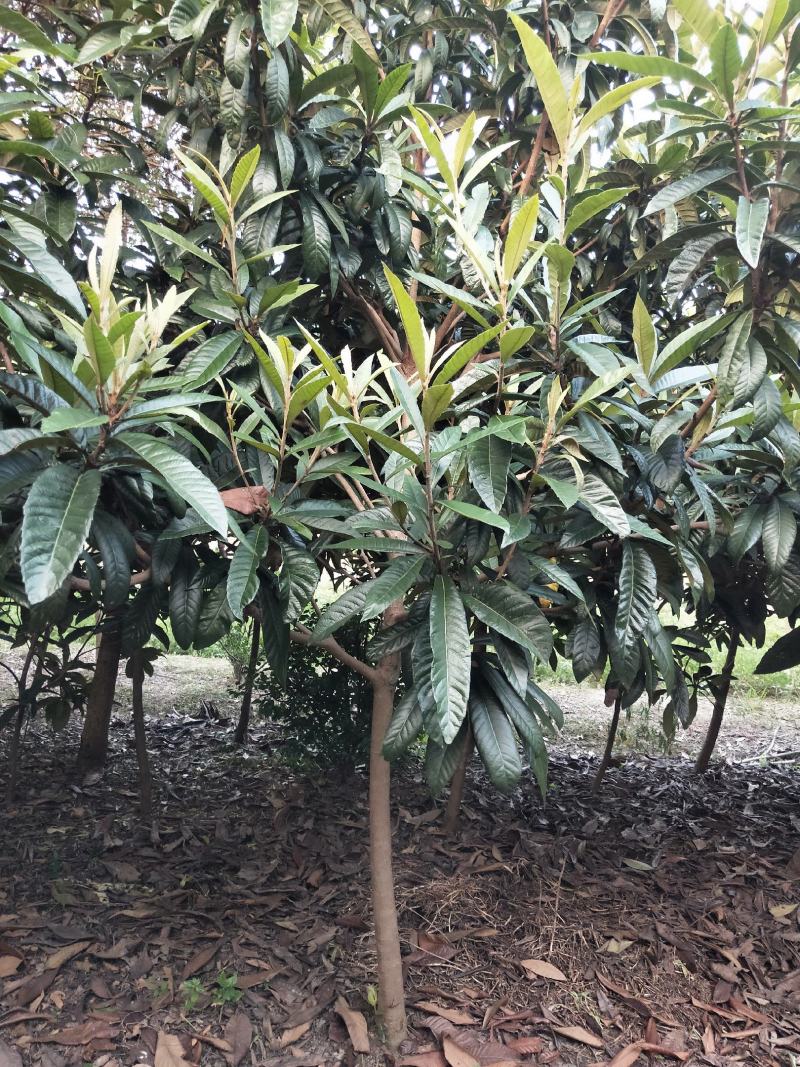 东台优质枇杷苗2-25苗圃直供