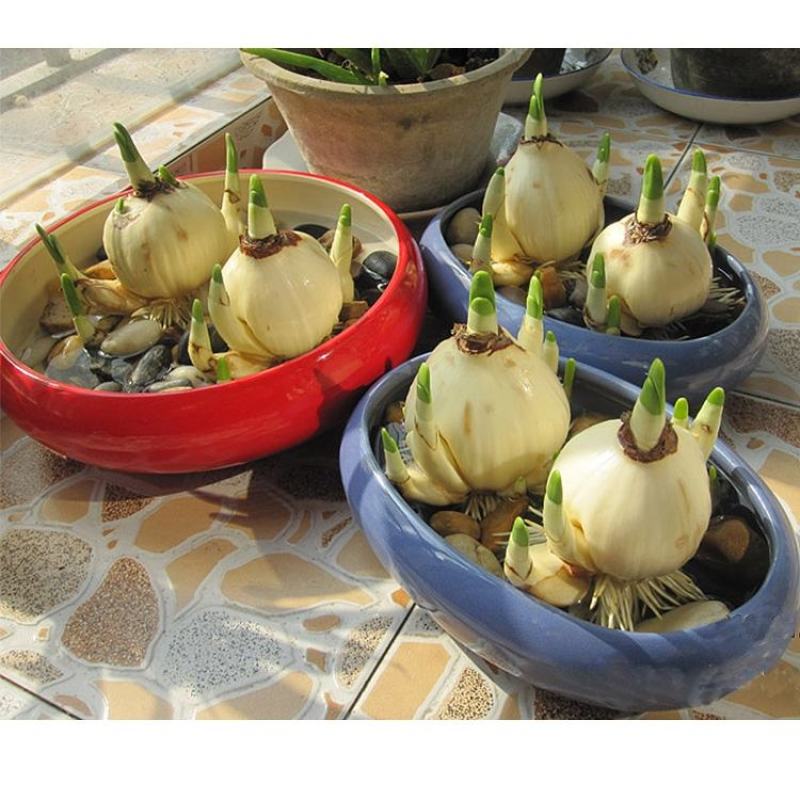 特级水仙花10粒装一箱23-24厘米今年新球漳州盆栽绿植
