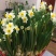 特级水仙花10粒装一箱23-24厘米今年新球漳州盆栽绿植
