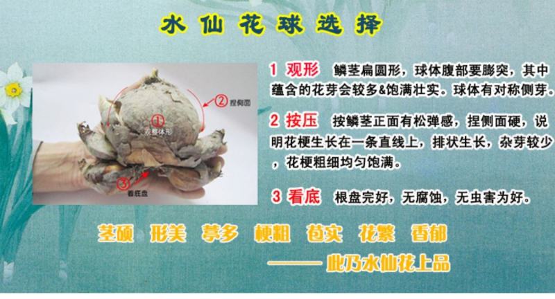 特级水仙花10粒装一箱23-24厘米今年新球漳州盆栽绿植