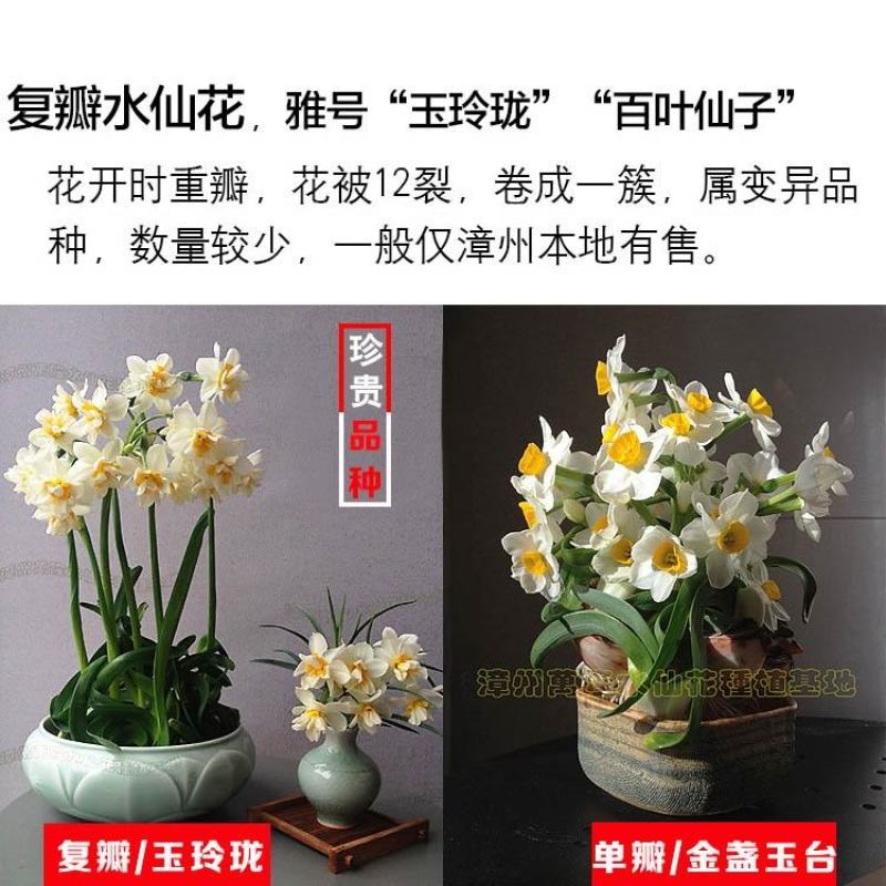 【单瓣+复瓣混装】漳州水仙花种球水培种子室内盆栽花