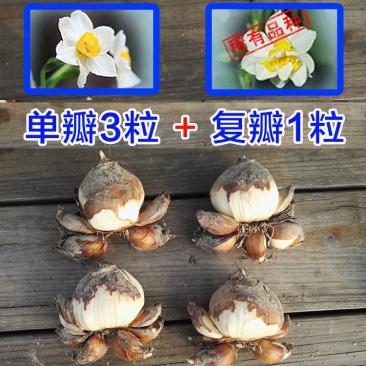 【单瓣+复瓣混装】漳州水仙花种球水培种子室内盆栽花