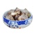 【单瓣+复瓣混装】漳州水仙花种球水培种子室内盆栽花