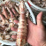 生猛熟煮急冻大号皮皮虾，大号肉虾，品质至上，价格实惠。