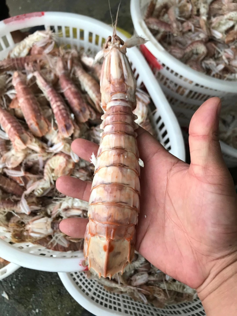 生猛熟煮急冻大号皮皮虾，大号肉虾，品质至上，价格实惠。