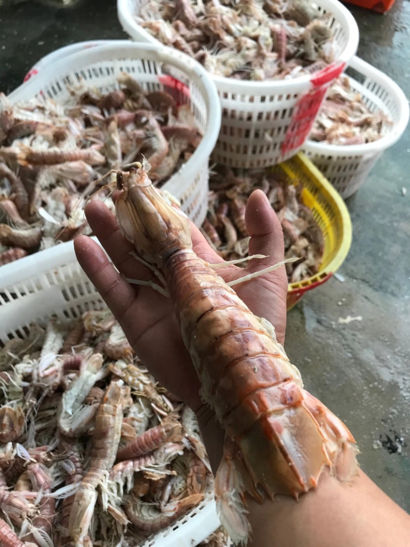生猛熟煮急冻大号皮皮虾，大号肉虾，品质至上，价格实惠。