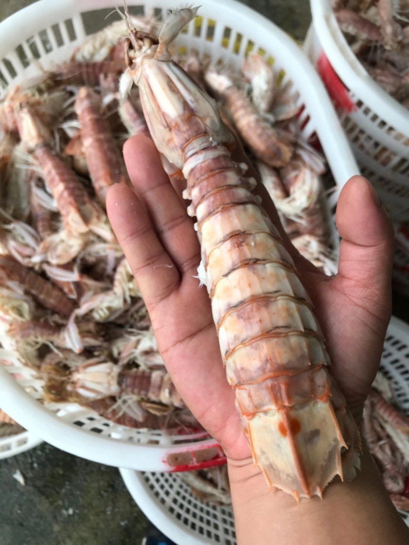 生猛熟煮急冻大号皮皮虾，大号肉虾，品质至上，价格实惠。