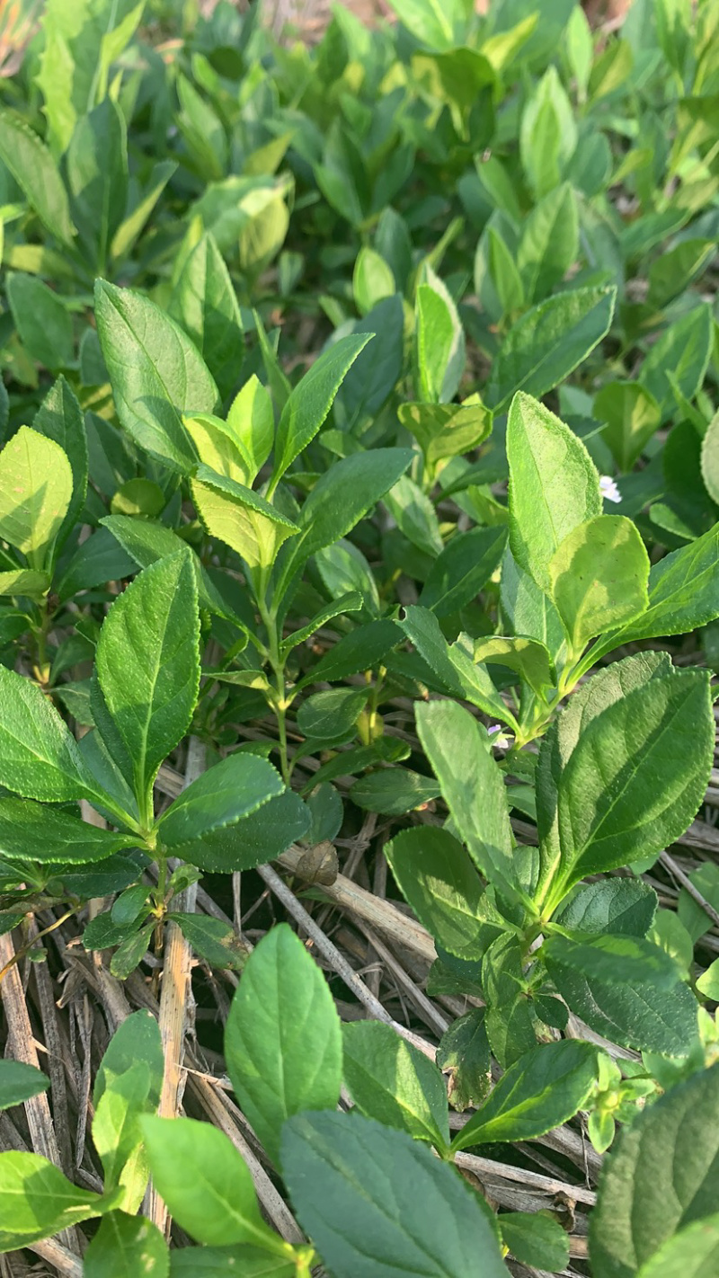 白鲜皮苗道地大粒白鲜