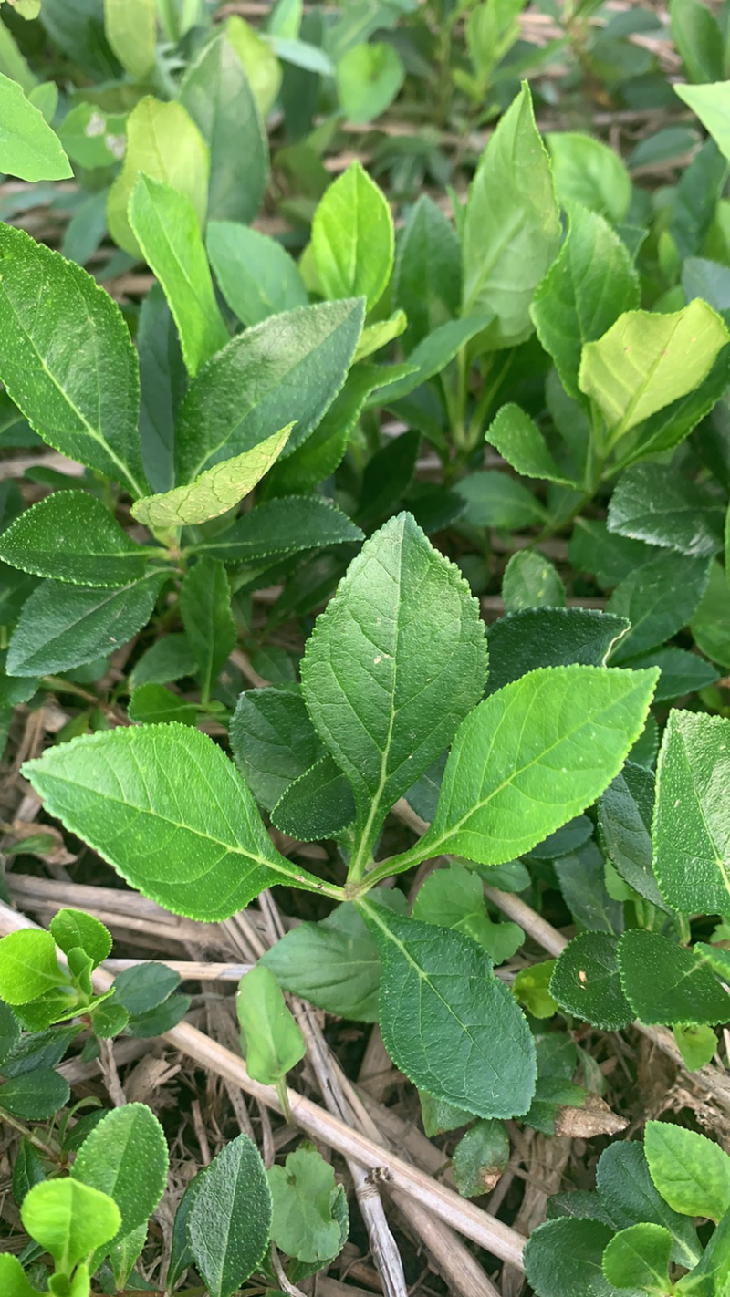 白鲜皮苗道地大粒白鲜