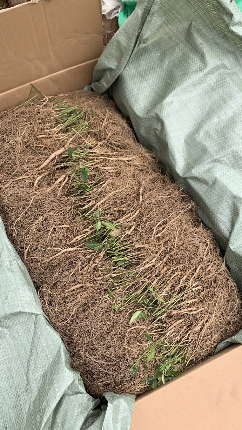 白鲜皮苗道地大粒白鲜