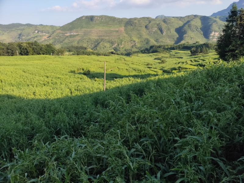 2020年贵州大山里的薏仁米10月份左右上新