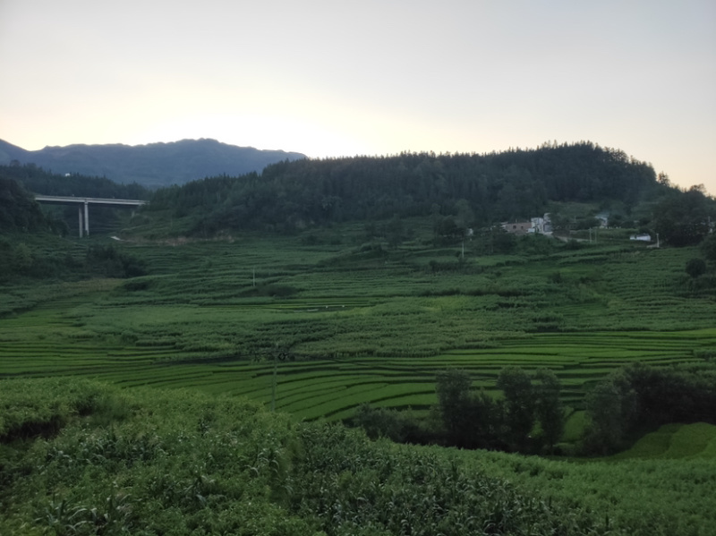 2020年贵州大山里的薏仁米10月份左右上新
