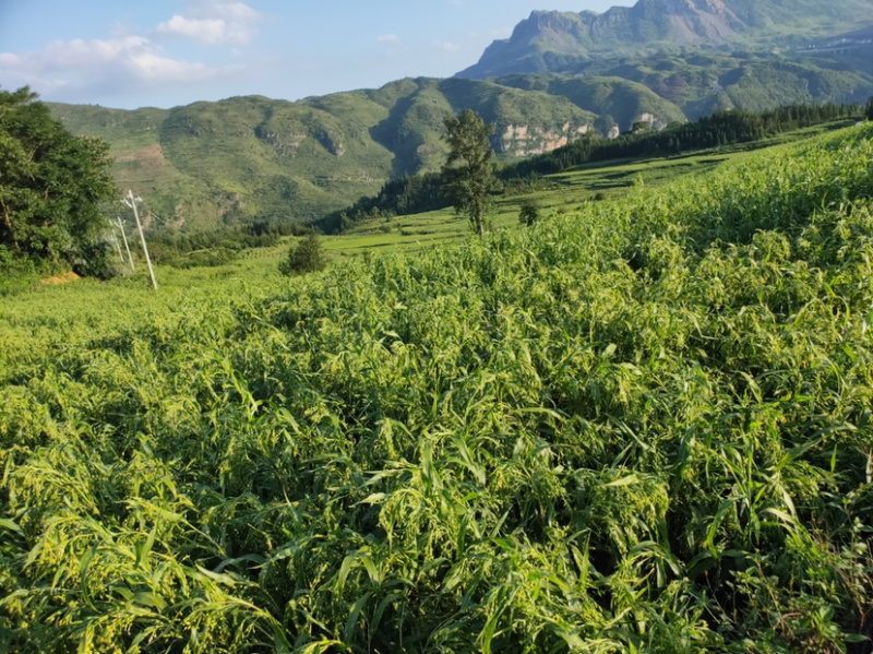 2020年贵州大山里的薏仁米10月份左右上新